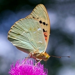Argynnis pandora